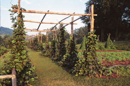 Jefferson used native species and built a stone wall to provide radiant heat and extend the growing season of his garden plot.